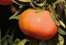 Jus de fruits : attention danger ! Sante-Jus-de-fruits-attention-danger-