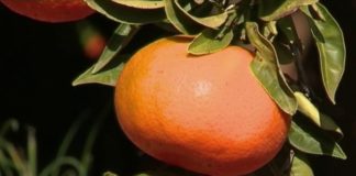 Jus de fruits : attention danger ! Sante-Jus-de-fruits-attention-danger-