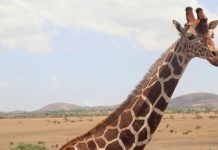 Les girafes Faune Les girafes