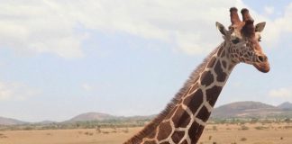 Les girafes Faune Les girafes