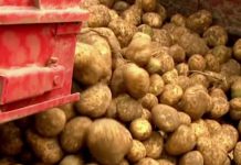 Conservation de la pomme de terre Conso Conservation de la pomme de terre