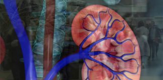 Surveillez vos reins ! Sante Surveillez vos reins