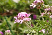 L’huile essentielle de géranium rosat, des utilisations multiples Lhuile essentielle de geranium rosat des utilisations multiples