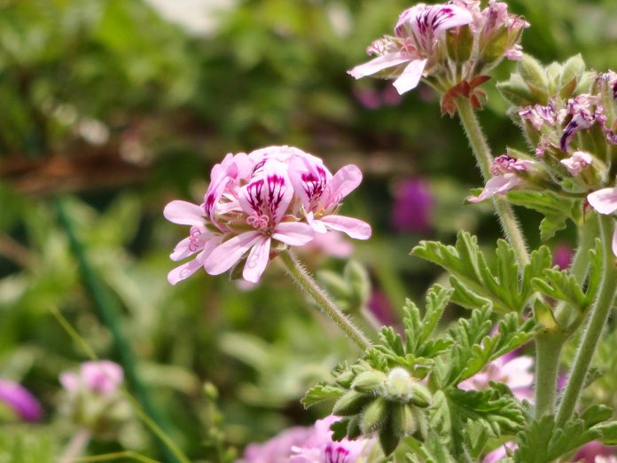 Lhuile essentielle de geranium rosat des utilisations multiples
