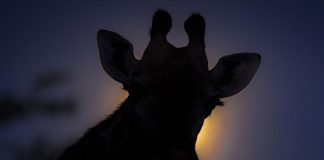 Certains animaux sont-ils devenus nocturnes pour échapper aux humains ? Certains animaux sont ils devenus nocturnes pour echapper aux humains