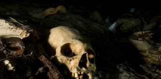 Homo sapiens est-il violent par nature ? Homo sapiens est il violent par nature