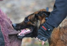 Le risque de morsure ne dépend pas de la race du chien Le risque de morsure ne depend pas de la race du chien