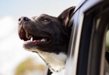 Les chiens ont conscience de leur corps et comprennent les conséquences de leurs actions Les chiens ont conscience de leur corps et comprennent les consequences de leurs actions