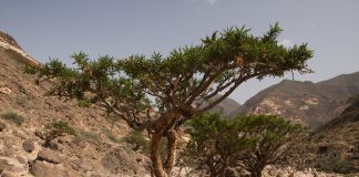 L’huile essentielle d’Encens Oliban pour équilibrer le système nerveux Lhuile essentielle dEncens Oliban pour equilibrer le systeme nerveux