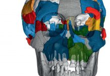 Morphométrie 3D : une révolution dans la paléontologie Morphometrie 3D une revolution dans la paleontologie