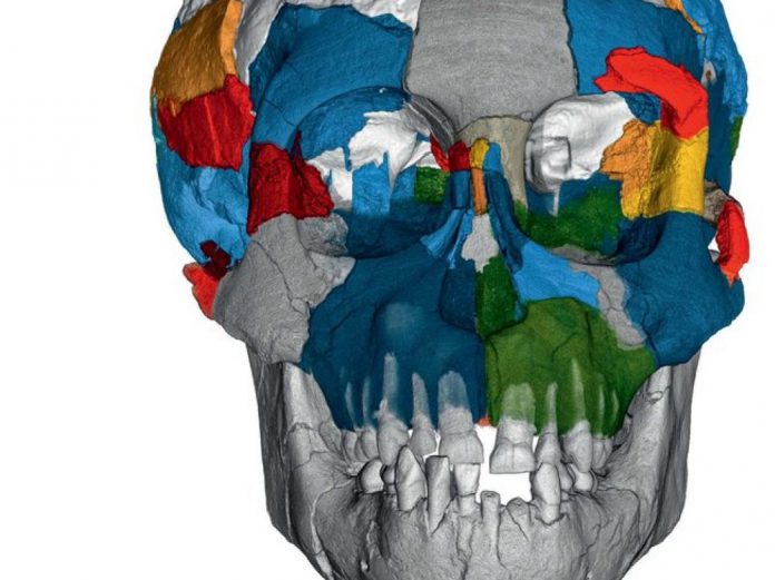 Morphometrie 3D une revolution dans la paleontologie