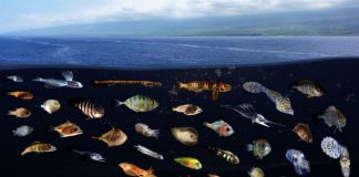 Où vont les jeunes poissons pour survivre ? Au sein d'autoroutes océaniques ! Ou vont les jeunes poissons pour survivre Au sein d039autoroutes oceaniques