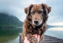 Qui, de l'Homme ou du loup, a le premier apprivoisé l'autre ? Qui de l039Homme ou du loup a le premier apprivoise l039autre