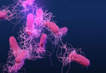 Antibiorésistance : il est possible de les prédire pour les prévenir Antibioresistance il est possible de les predire pour les prevenir