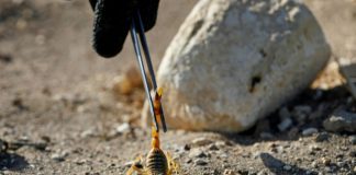 Dans le désert égyptien, le potentiel prometteur du venin de scorpion Dans le desert egyptien le potentiel prometteur du venin de scorpion