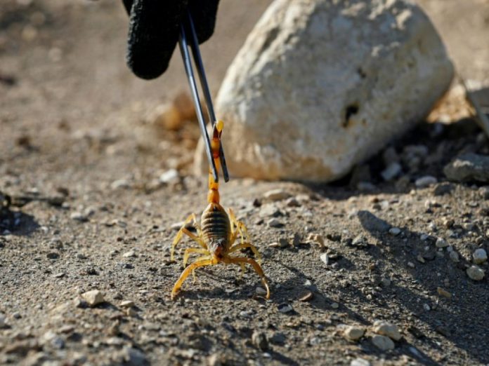 Dans le desert egyptien le potentiel prometteur du venin de scorpion