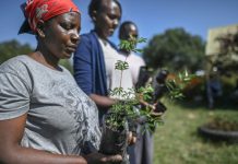 Des "bombes à graines" contre la déforestation au Kenya Des quotbombes a grainesquot contre la deforestation au Kenya