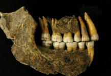 La disparition de l'Homme de Néandertal plus ancienne que l'on croyait La disparition de l039Homme de Neandertal plus ancienne que l039on croyait