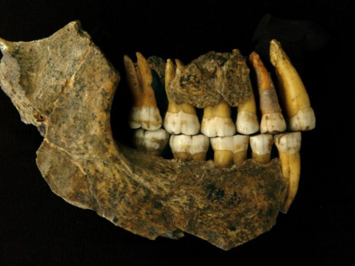 La disparition de l039Homme de Neandertal plus ancienne que l039on croyait