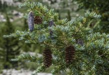 L’huile essentielle de Pruche, pour lâcher prise Lhuile essentielle de Pruche pour lacher prise