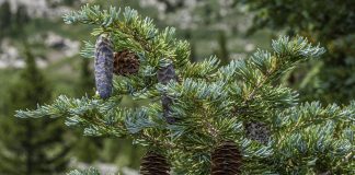 L’huile essentielle de Pruche, pour lâcher prise Lhuile essentielle de Pruche pour lacher prise