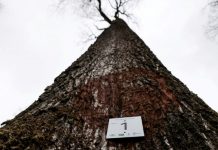 Notre-Dame: de la forêt à la charpente, la longue marche des chênes Notre Dame de la foret a la charpente la longue marche des chenes