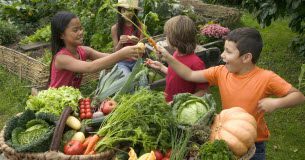 Potager : les bienfaits de la rotation Potager les bienfaits de la rotation