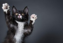 Pourquoi les animaux nous aident à vivre Pourquoi les animaux nous aident a vivre