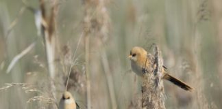 La biodiversité est bonne pour notre santé mentale La-biodiversite-est-bonne-pour-notre-sante-mentale