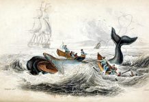 À la recherche des baleines perdues de l’Atlantique A la recherche des baleines perdues de lAtlantique