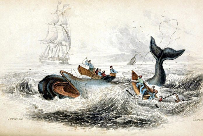 A la recherche des baleines perdues de lAtlantique