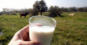 Digestion difficile, riche en calcium… Les idées reçues sur le lait, star des confinements Digestion difficile riche en calcium Les idees recues sur le lait star des confinements