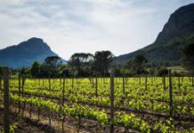 Pic-saint-loup : force, gourmandise et épices Pic saint loup force gourmandise et epices