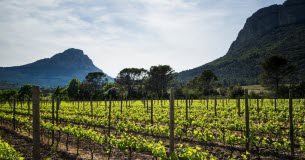 Pic-saint-loup : force, gourmandise et épices Pic saint loup force gourmandise et epices