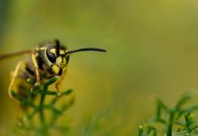 Pourquoi il faut (aussi) protéger les guêpes Pourquoi-il-faut-aussi-proteger-les-guepes