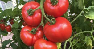 Quels sont les secrets pour avoir des tomates saines ? Quels sont les secrets pour avoir des tomates saines