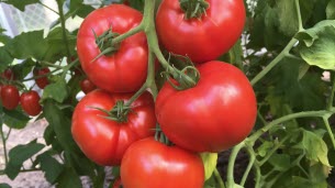 Quels sont les secrets pour avoir des tomates saines 
