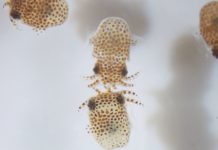 Comment l'apesanteur modifie-t-elle le système immunitaire des astronautes ? Comment-l039apesanteur-modifie-t-elle-le-systeme-immunitaire-des-astronautes-