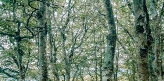 Comment la pensée a remis l’humain à sa place (parmi les animaux) Comment-la-pensee-a-remis-lhumain-a-sa-place-parmi-les-animaux