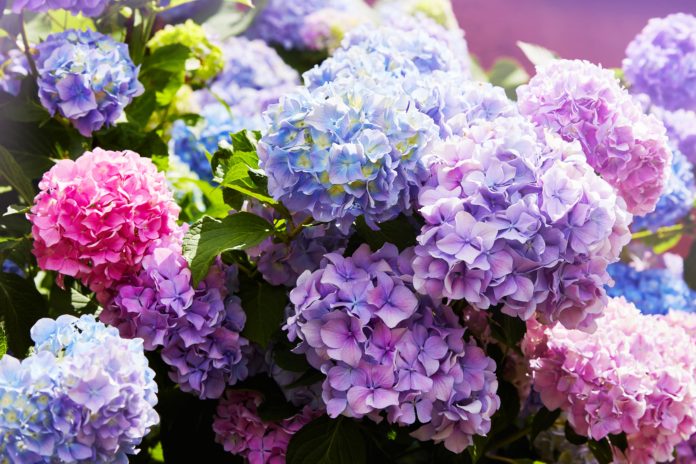 Hortensia-en-pot-9-conseils-pour-bien-cultiver-ce-sublime-arbuste-a-fleurs-