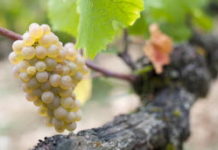 L'aligoté, le renouveau d'un vin d'été L039aligote-le-renouveau-d039un-vin-d039ete