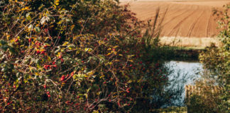 Le grand saccage des haies : une erreur difficile à réparer Le-grand-saccage-des-haies-une-erreur-difficile-a-reparer