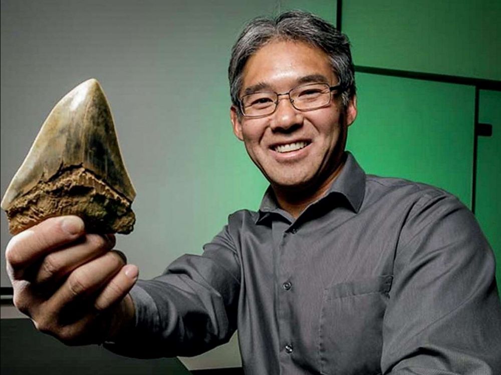 Le mégalodon, monstre des mers vaincu par le climat Le megalodon monstre des mers vaincu par le climat