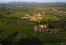 Le rosé, un vin haute couture Le-rose-un-vin-haute-couture