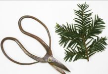 Pharmacopée : quand la science valide les plantes Pharmacopee-quand-la-science-valide-les-plantes