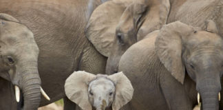 Un éléphant, ça joue (et ça pleure) énormément Un-elephant-ca-joue-et-ca-pleure-enormement