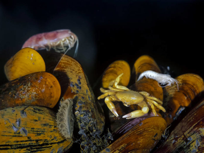 Vers-geants-et-crevettes-a-grosses-tetes-la-vie-exuberante-des-grands-fonds-marins