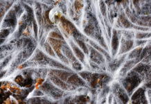 Vous marchez dans la forêt. Et sous vos pieds, un champignon tisse sa toile Vous-marchez-dans-la-foret -Et-sous-vos-pieds-un-champignon-tisse-sa-toile