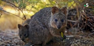 Ces vidéos d’animaux rigolos – Ces animaux qui nous soignent Ces-videos-danimaux-rigolos-Ces-animaux-qui-nous-soignent-Enquete-de-sante-22-juin-2021