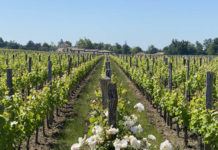 Château Cheval Blanc, ou l’agroécologie appliquée au premier grand cru classé A de saint-émilion Chateau-Cheval-Blanc-ou-lagroecologie-appliquee-au-premier-grand-cru-classe-A-de-saint-emilion